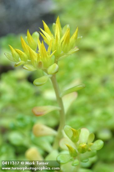 Sedum oreganum