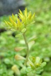 Oregon Stonecrop blossoms & foliage