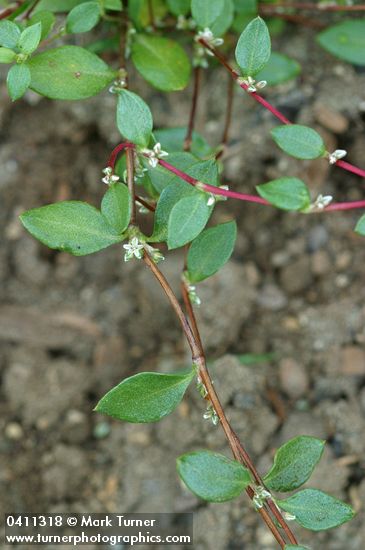 Polygonum minimum