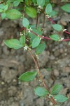 Broad-leaf Knotweed