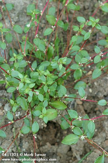 Polygonum minimum