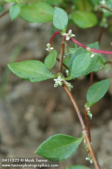 Polygonum minimum