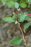 Broad-leaf Knotweed blossoms & foliage detail