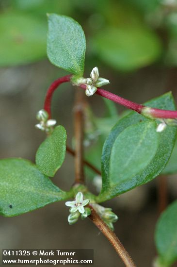 Polygonum minimum