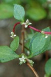 Broad-leaf Knotweed blossoms & foliage detail