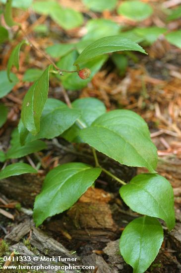 Gaultheria ovatifolia