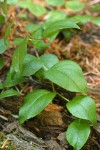 Oregon Wintergreen