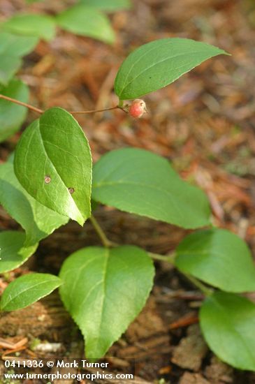 Gaultheria ovatifolia