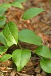 Oregon Wintergreen