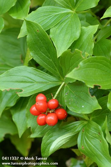 Cornus unalaschkensis