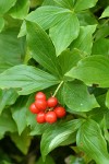 Bunchberry ripe fruit & foliage