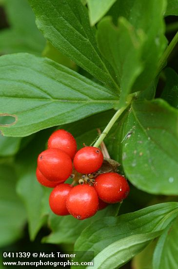 Cornus unalaschkensis