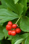 Bunchberry ripe fruit & foliage