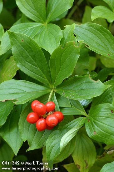 Cornus unalaschkensis