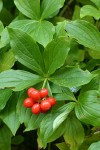 Bunchberry ripe fruit & foliage