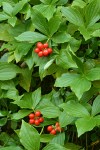 Bunchberry ripe fruit & foliage