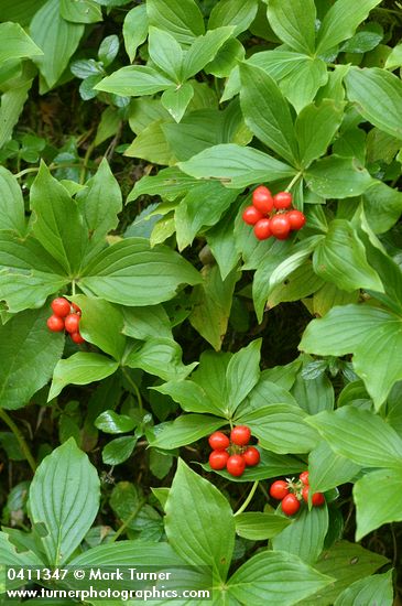 Cornus unalaschkensis