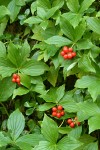 Bunchberry ripe fruit & foliage