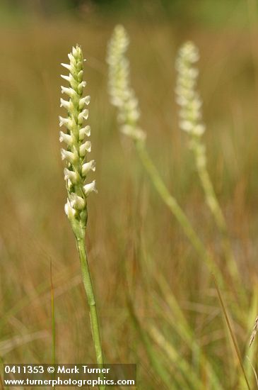 Spiranthes romanzoffiana