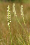 Hooded Ladies Tresses