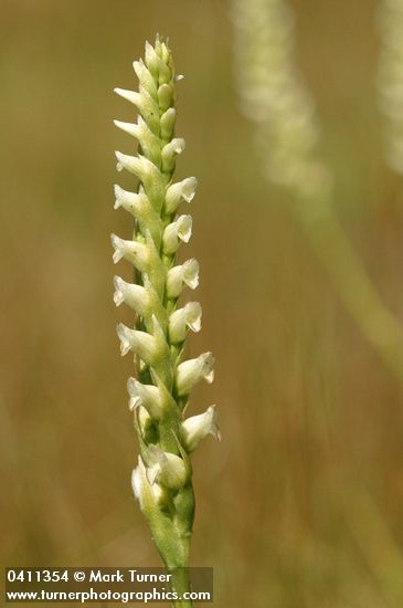 Spiranthes romanzoffiana