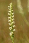 Hooded Ladies Tresses blossoms