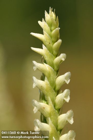 Spiranthes romanzoffiana