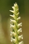 Hooded Ladies Tresses blossoms detail
