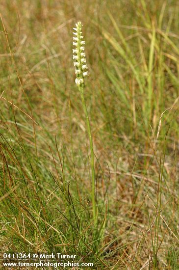 Spiranthes romanzoffiana