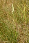 Hooded Ladies Tresses in grassy meadow