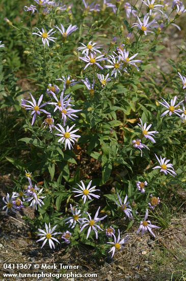 Eucephalus ledophyllus var. ledophyllus (Aster ledophyllus)