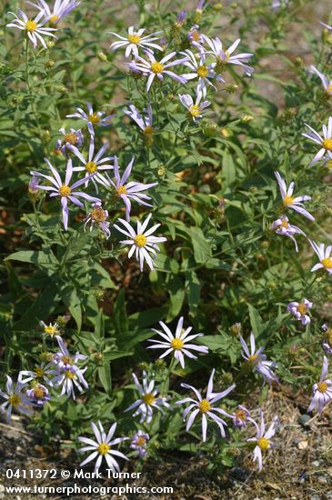 Eucephalus ledophyllus var. ledophyllus (Aster ledophyllus)