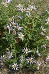 Cascade Asters