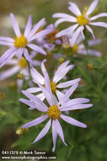 Eucephalus ledophyllus var. ledophyllus (Aster ledophyllus)