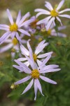 Cascade Aster blossoms detail