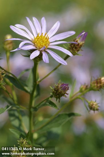 Eucephalus ledophyllus var. ledophyllus (Aster ledophyllus)