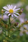 Cascade Aster blossom detail