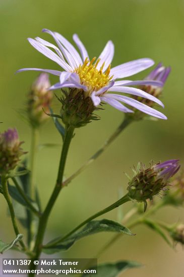 Eucephalus ledophyllus var. ledophyllus (Aster ledophyllus)