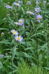 Parry's Asters