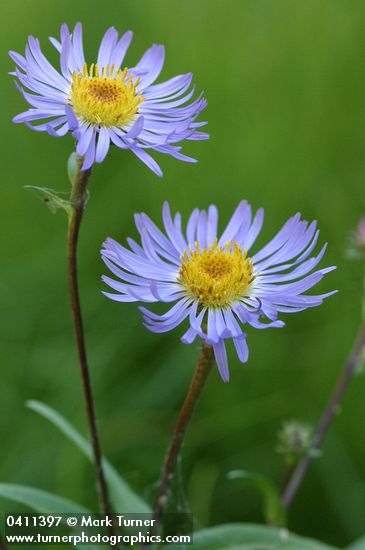 Symphyotrichum foliaceum var. parryi (Aster foliaceus var. parryi)