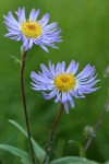 Parry's Aster blossoms detail