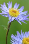 Parry's Aster blossom extreme detail