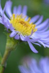 Parry's Aster blossom extreme detail