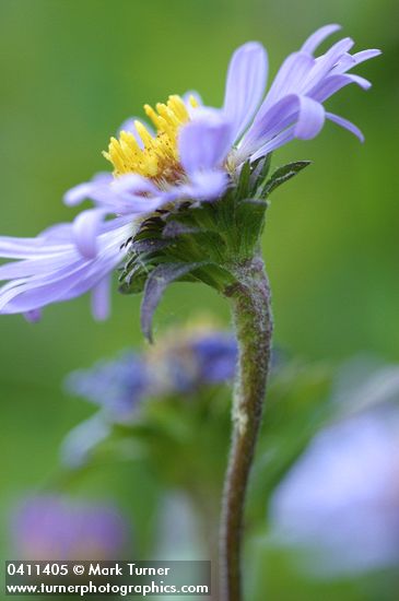 Symphyotrichum foliaceum var. parryi (Aster foliaceus var. parryi)