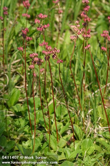 Leptarrhena pyrolifolia