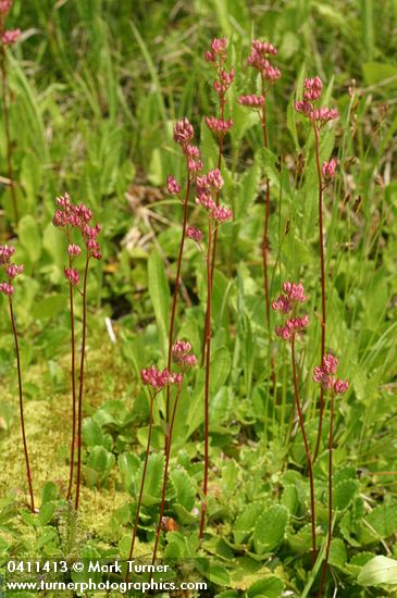 Leptarrhena pyrolifolia