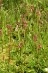 Leatherleaf Saxifrage (in fruit)