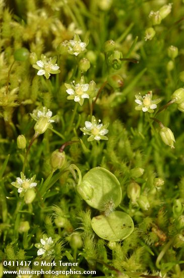 Sagina saginoides