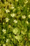 Alpine Pearlwort