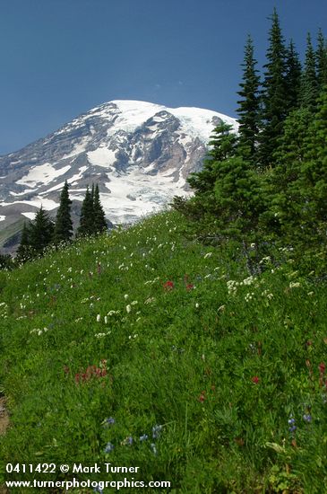 Polygonum bistortoides; Ligusticum grayii; Castilleja parviflora var. oreopola; Abies lasiocarpa